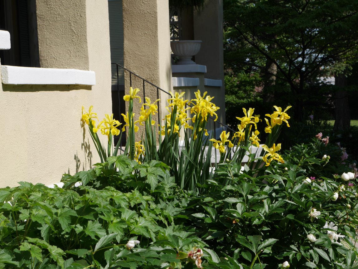 Spring Flowers